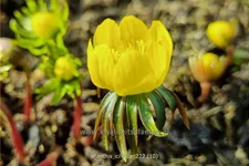 Eranthis cilicica