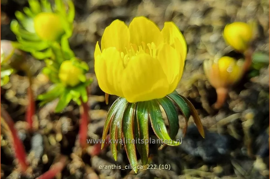 Eranthis cilicica