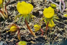 Eranthis cilicica