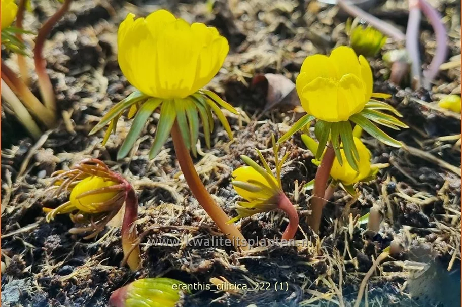 Eranthis cilicica