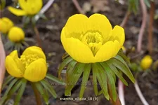 Eranthis cilicica