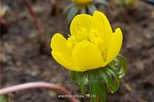 Eranthis cilicica