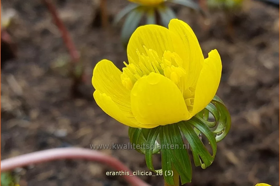 Eranthis cilicica