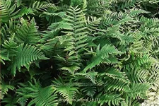 Dryopteris affinis