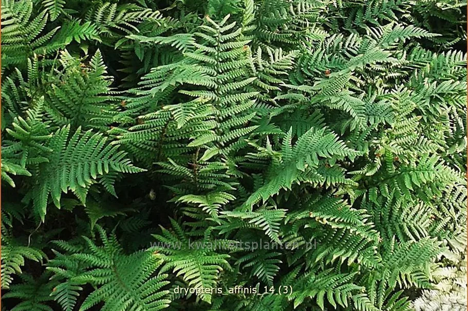 Dryopteris affinis