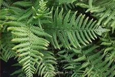 Dryopteris affinis