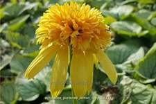 Echinacea purpurea 'Lemon Drop'