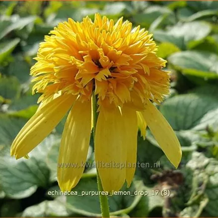 Echinacea purpurea 'Lemon Drop'
