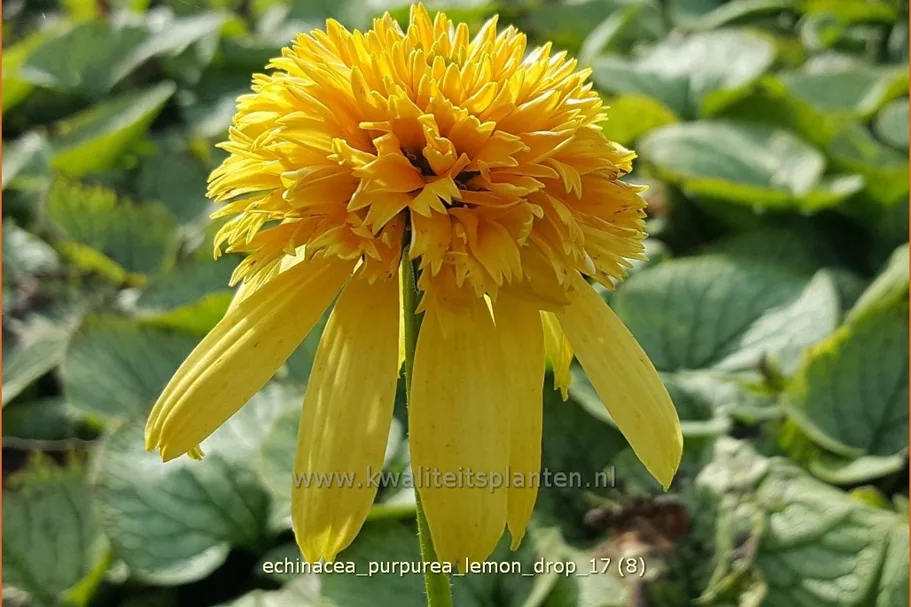 Echinacea purpurea 'Lemon Drop'