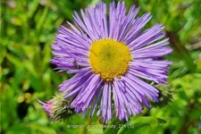 Erigeron speciosus 'Azure Beauty' Staude im 9x9 cm Vierecktopf