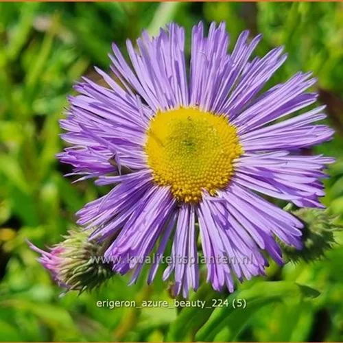 Erigeron speciosus 'Azure Beauty'