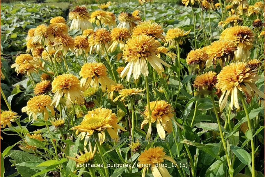 Echinacea purpurea 'Lemon Drop'