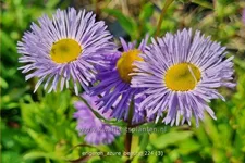 Erigeron speciosus 'Azure Beauty' Staude im 9x9 cm Vierecktopf