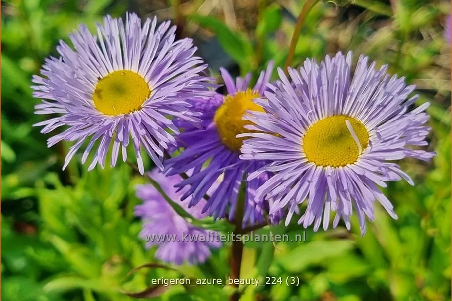 Erigeron speciosus 'Azure Beauty' Staude im 9x9 cm Vierecktopf