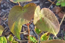 Epimedium grandiflorum 'Rose Queen'