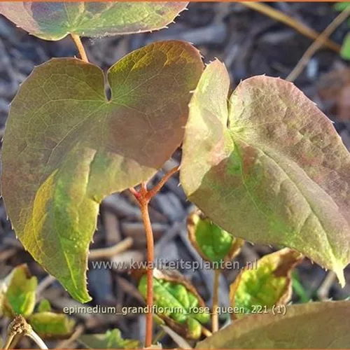 Epimedium grandiflorum 'Rose Queen'