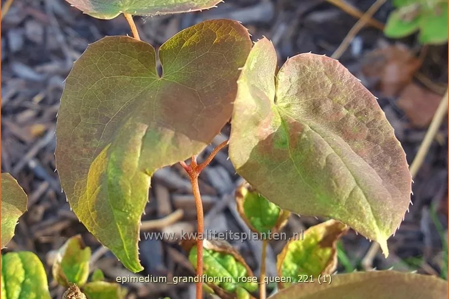 Epimedium grandiflorum 'Rose Queen'