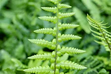Dryopteris affinis