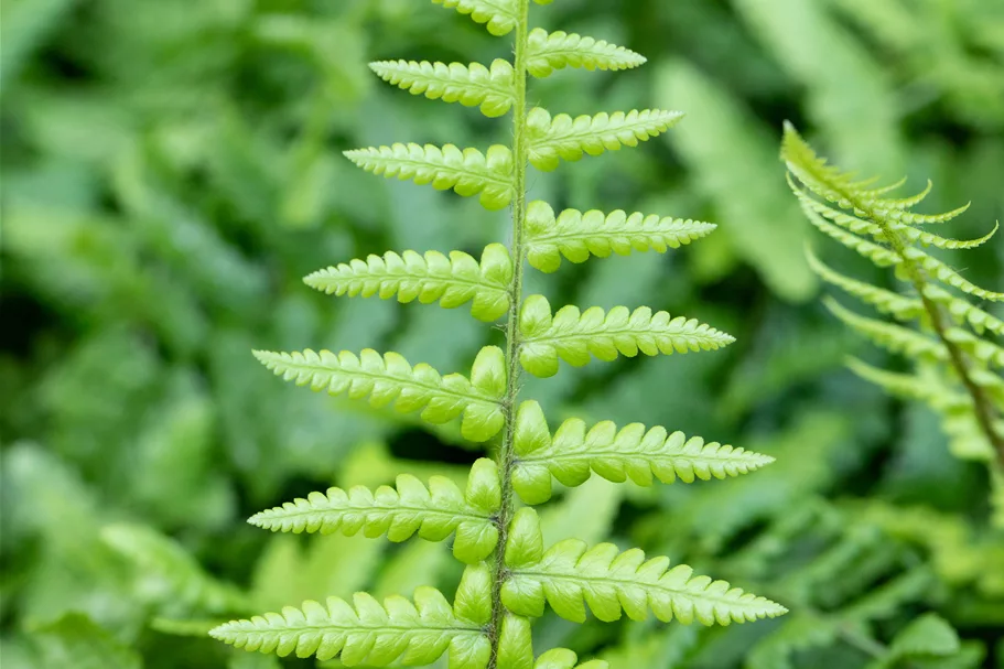 Dryopteris affinis