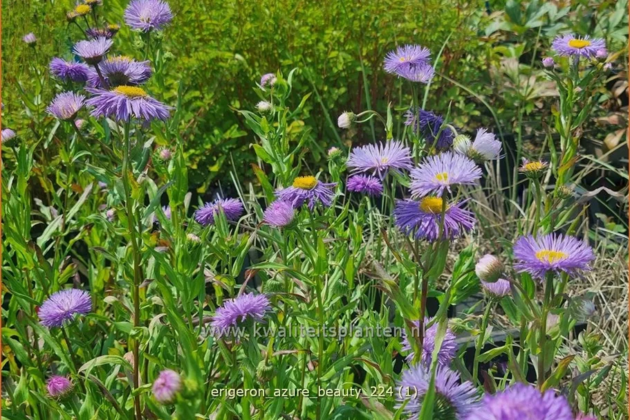 Erigeron speciosus 'Azure Beauty' Staude im 9x9 cm Vierecktopf
