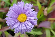 Erigeron speciosus 'Azure Beauty' Staude im 9x9 cm Vierecktopf