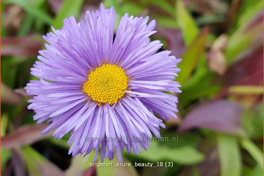 Erigeron speciosus 'Azure Beauty' Staude im 9x9 cm Vierecktopf
