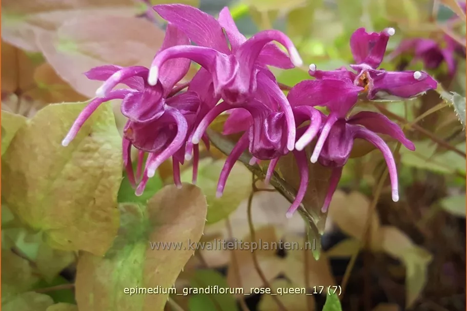 Epimedium grandiflorum 'Rose Queen'