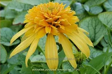 Echinacea purpurea 'Lemon Drop'