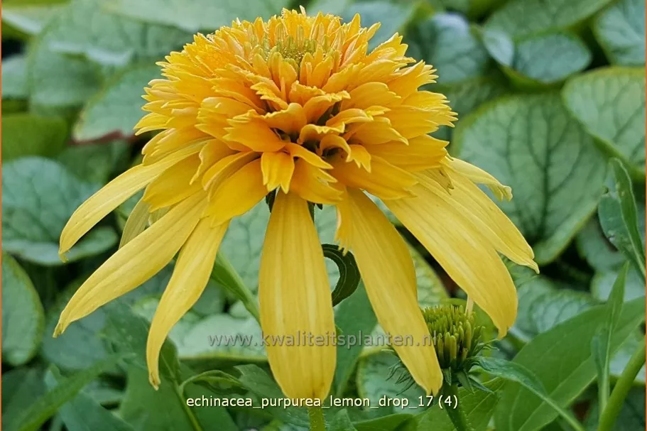 Echinacea purpurea 'Lemon Drop'