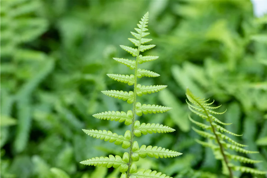 Dryopteris affinis