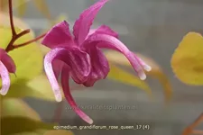 Epimedium grandiflorum 'Rose Queen'