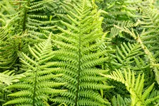 Dryopteris affinis