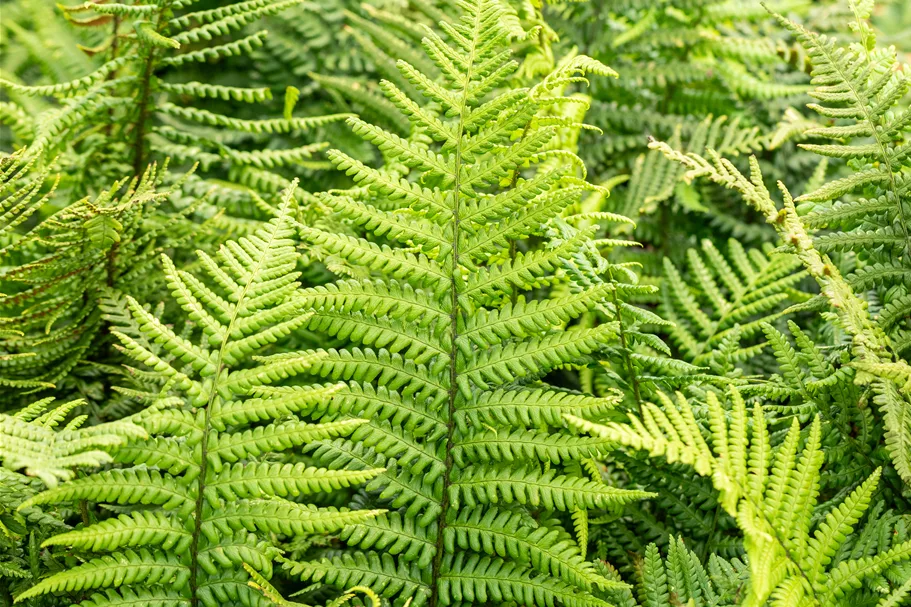 Dryopteris affinis