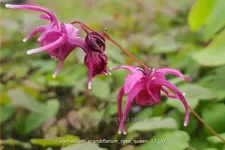 Epimedium grandiflorum 'Rose Queen'