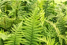 Dryopteris affinis