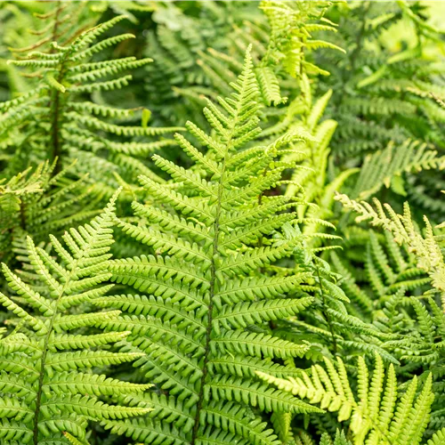 Dryopteris affinis