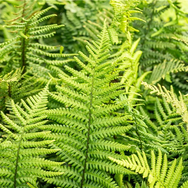 Dryopteris affinis