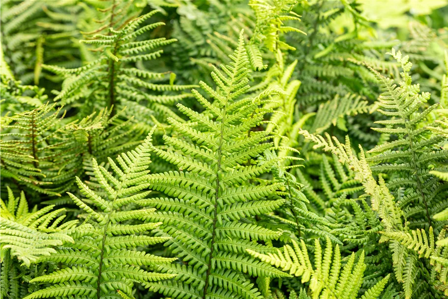 Dryopteris affinis