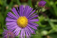 Erigeron 'Dunkelste Aller'