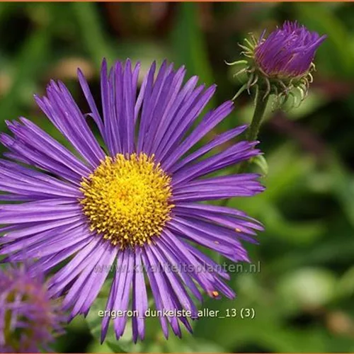 Erigeron 'Dunkelste Aller'