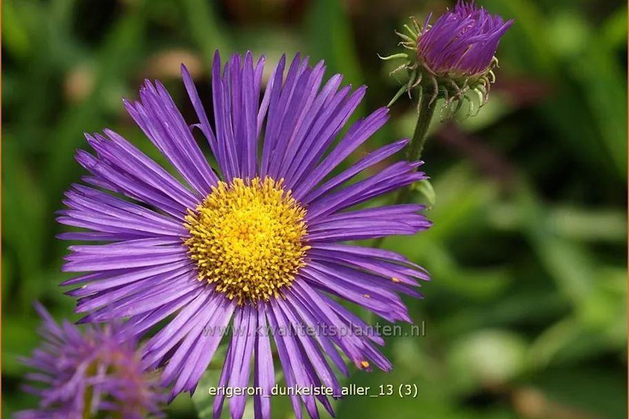 Erigeron 'Dunkelste Aller'