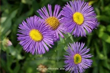 Erigeron 'Dunkelste Aller'