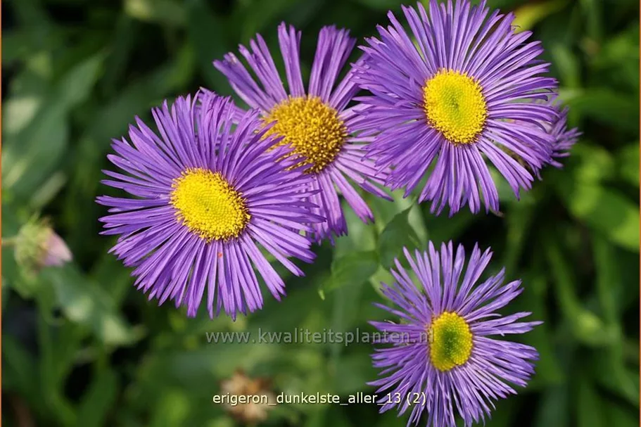 Erigeron 'Dunkelste Aller'