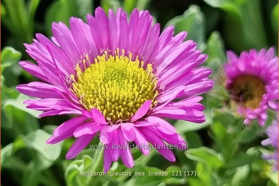 Erigeron glaucus 'Sea Breeze'®