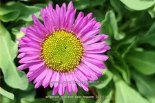 Erigeron glaucus 'Sea Breeze'®