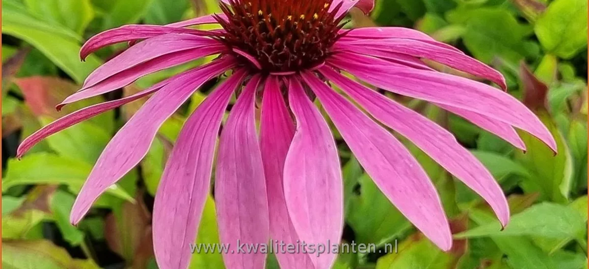 Echinacea purpurea 'Leuchtstern'