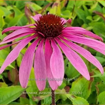 Echinacea purpurea 'Leuchtstern'