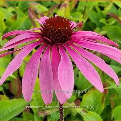 Echinacea purpurea 'Leuchtstern'