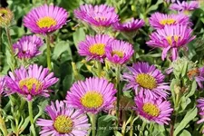 Erigeron glaucus 'Sea Breeze'®
