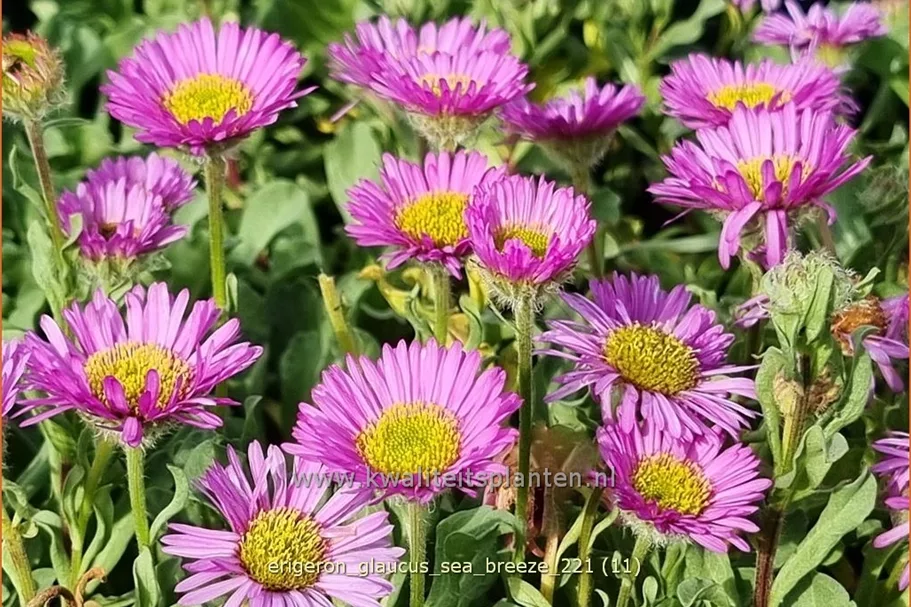 Erigeron glaucus 'Sea Breeze'®